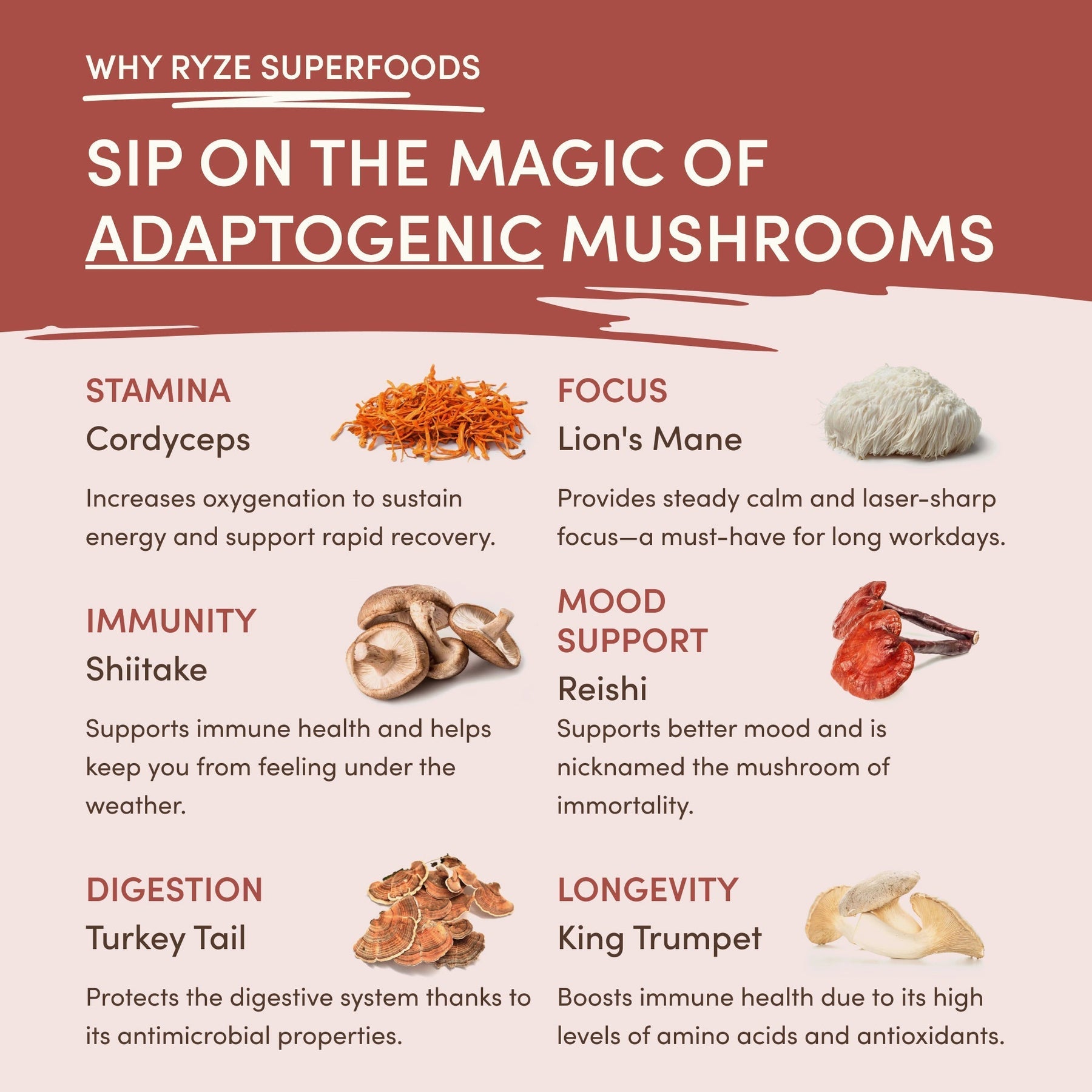 Mushroom Chicory U1TR