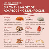 Mushroom Chai JZXL