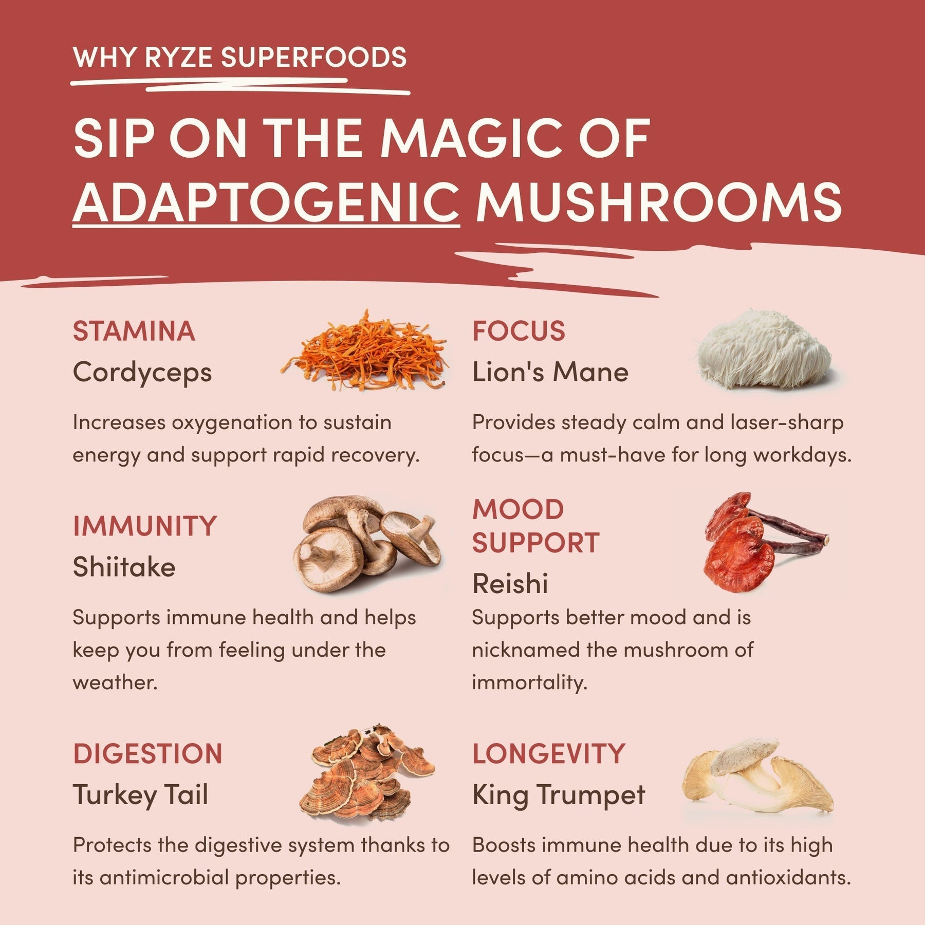 Mushroom Chai JZXL